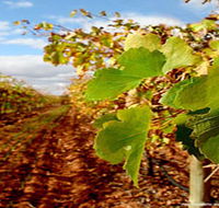 Mirabella Vineyards - Accommodation Directory