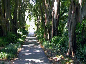 Adelaide Botanic Garden - Accommodation Directory 0