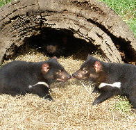 Wing's Wildlife Park - Accommodation Directory