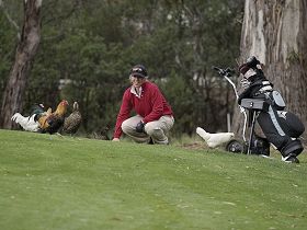 Tasmania Golf Club - The - Accommodation Directory 0