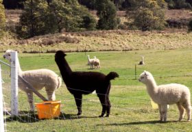 Maydena TAS Accommodation Directory