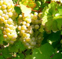 Winstead Vineyard - Accommodation Directory