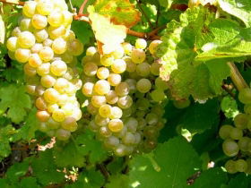 Winstead Vineyard - Accommodation Directory 0