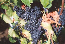 Darlington Vineyard - Accommodation Directory 0