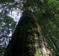 Styx Big Tree Reserve - Accommodation Directory
