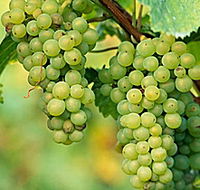 TP Vineyards - Accommodation Directory