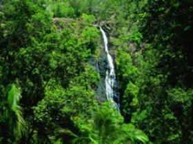 Kondalilla National Park - Accommodation Directory 0