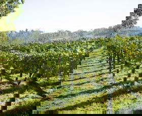 Surveyor's Hill Vineyards - Accommodation Directory 0