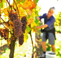 Native Point Wines - Accommodation Directory