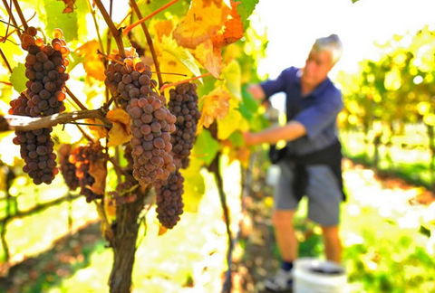 Native Point Wines - Accommodation Directory 0