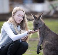 Bonorong Wildlife Sanctuary - Accommodation Directory