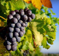 Panorama Vineyard - Accommodation Directory