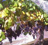 Palmara Vineyard - Accommodation Directory
