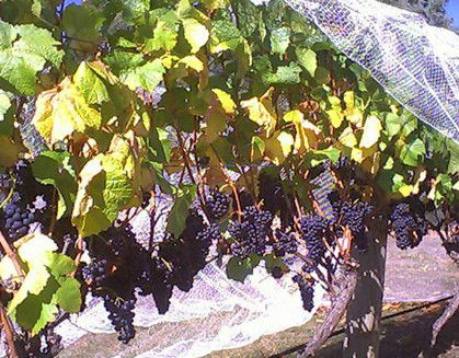 Palmara Vineyard - Accommodation Directory 0