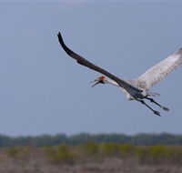 Gayngaru Wetlands Interpretive Walk - Accommodation Directory