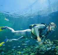 Kirra Reef Dive Site - Accommodation Directory