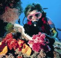 Nine Mile Reef Dive Site - Accommodation Directory