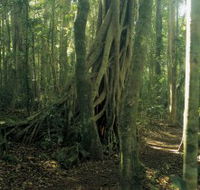 Lamington National Park Binna Burra Section - Accommodation Directory