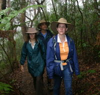 Mount Cougal Springbrook National Park - Accommodation Directory