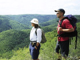 Sunshine Coast Hinterland Great! Walk - Accommodation Directory 0