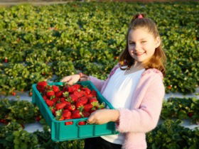 Strawberry Fields - Accommodation Directory 0