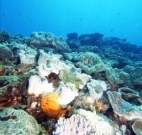Mudjimba Old Woman Island Dive Site - Accommodation Directory