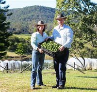 Hinterland Feijoas - Accommodation Directory