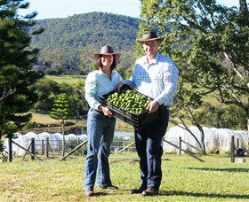 Hinterland Feijoas - Accommodation Directory 0