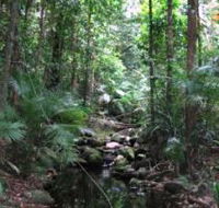 Mossman Gorge Rainforest Circuit Track Daintree National Park - Accommodation Directory