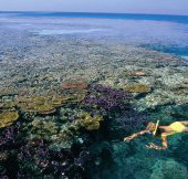 Split Bommie Dive Site - Accommodation Directory