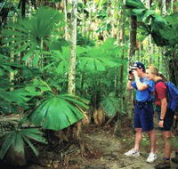 Mount Sorrow Ridge Trail Daintree National Park - Accommodation Directory