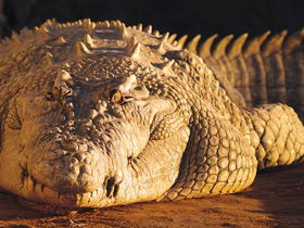 Koorana Crocodile Farm - Accommodation Directory 0