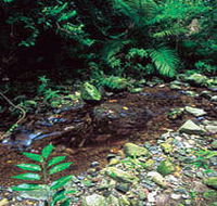 Wompoo Walk - Accommodation Directory
