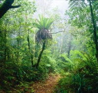 Lamington National Park Green Mountains Section - Accommodation Directory