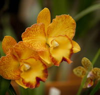 Queens Park - Orchid House - Accommodation Directory