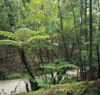 Fraser Island Great Walk - Accommodation Directory