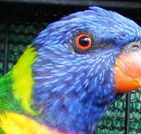 Fraser Coast Wildlife Sanctuary - Accommodation Directory