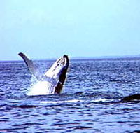 Whale Watching - Accommodation Directory