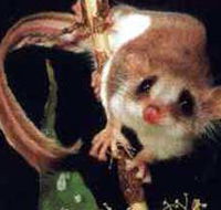 Carrowong Fauna Sanctuary - Accommodation Directory