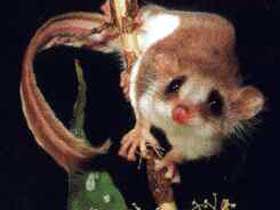 Carrowong Fauna Sanctuary - Accommodation Directory 0