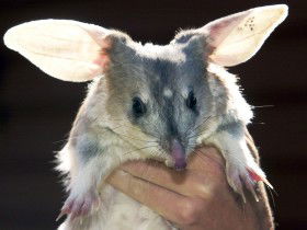 Charleville - Bilby Experience - Accommodation Directory 0