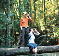 Birdwatching on the Fraser Coast - Accommodation Directory