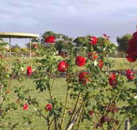 Elizabeth Park Rose Gardens - Accommodation Directory