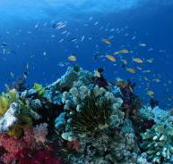 Cherubs Cave Dive Site - Accommodation Directory