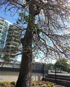The Leichhardt Tree - Accommodation Directory 0