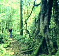 Mt Superbus - Accommodation Directory