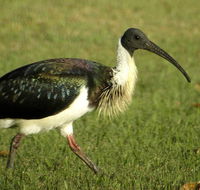 Toowoomba Bicentennial Waterbird Habitat - Accommodation Directory