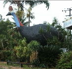 The Big Cassowary - Accommodation Directory