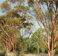 Myall Park Botanic Garden - Accommodation Directory