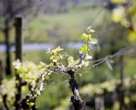 Elan Vineyard And Winery - Accommodation Directory 0